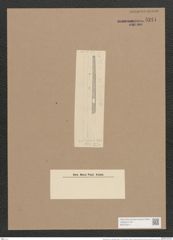 Synedra ulna var. vitrea (Bory Kuetz.) V. H. (de-Toni-Nr.: Genus 66, Species 2584) Zeichnungen Sammlung Grunow Nr. 5241 (NHMW-BOT-W0373614)